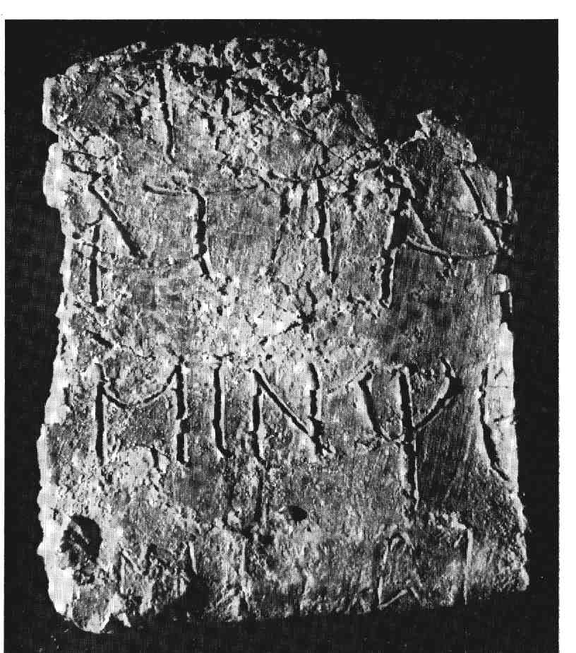 Hacs Fragment